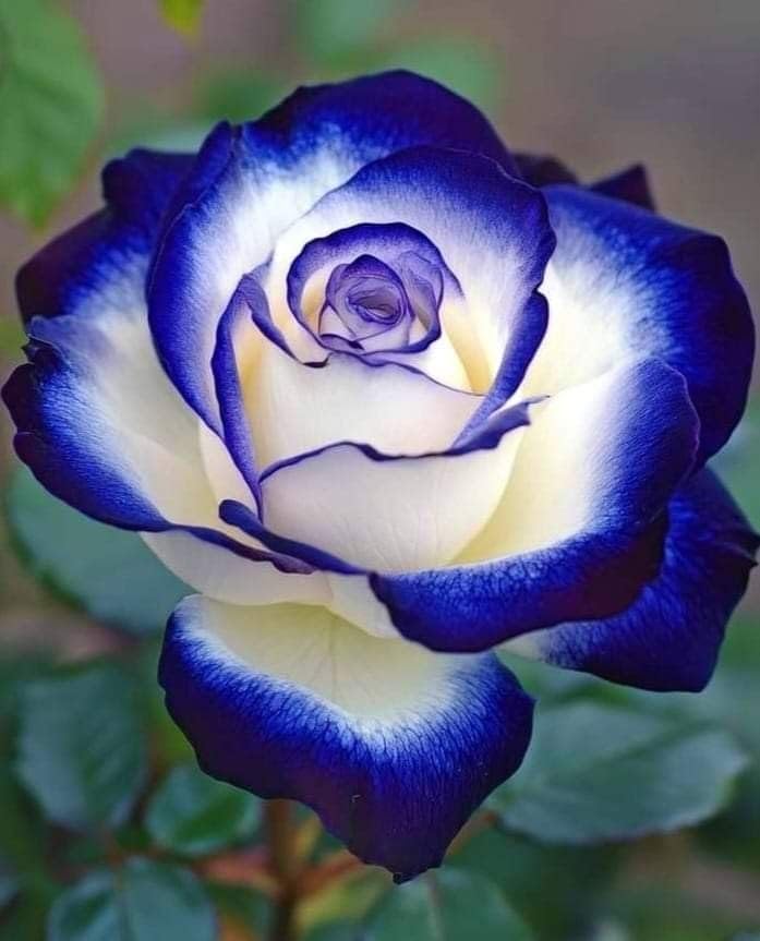 Blue Climbing Rose Seeds