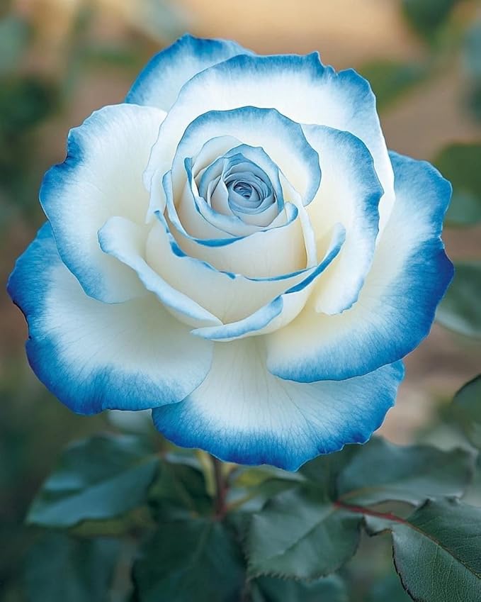 Blue Climbing Rose Seeds