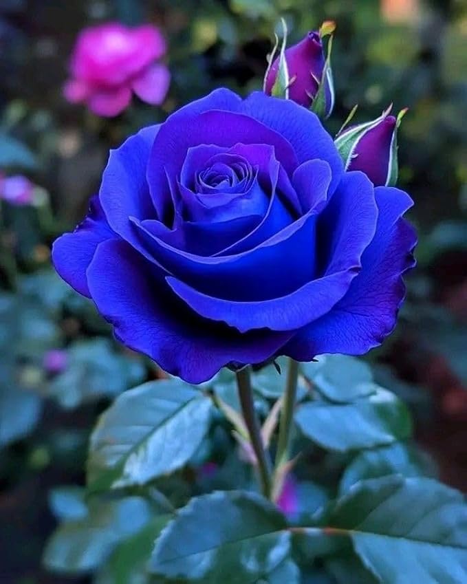Blue Climbing Rose Seeds