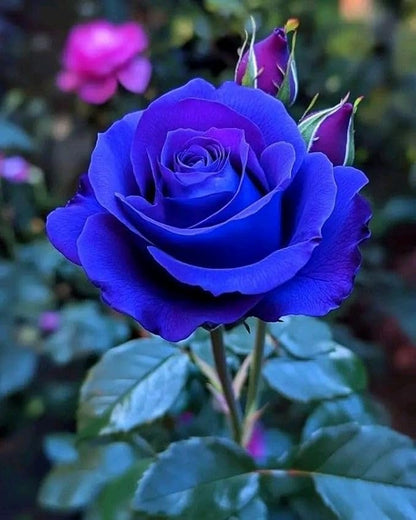 Blue Climbing Rose Seeds