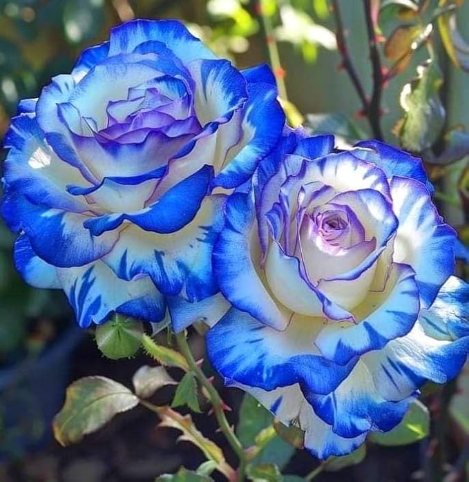 Blue Climbing Rose Seeds