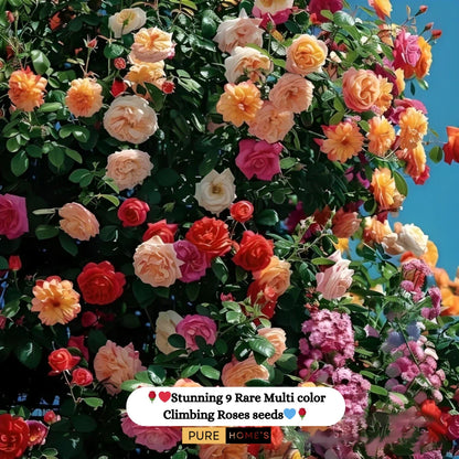 Elegant Climbing Rose Flower Seeds